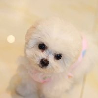金毛蛋黄#家有一犬#奔跑吧哈士奇 泡芙抠宝的快手