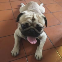 哒哒哒哒还是我 萌萌哒 搜:郭依彤 - 智宝宝(钦州