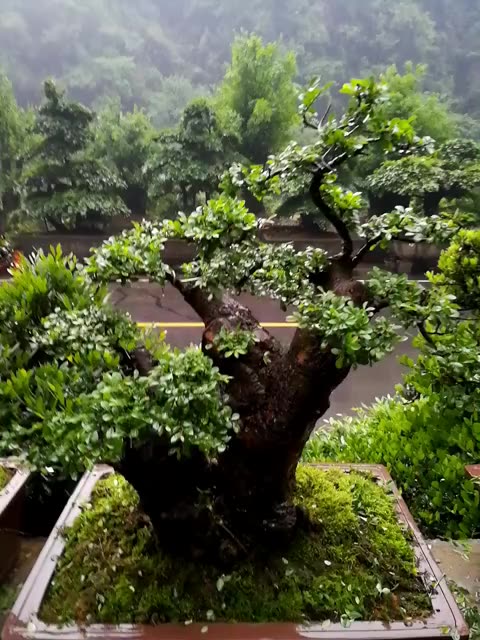 榆树老桩 - 长阳艺廷盆景园的快手