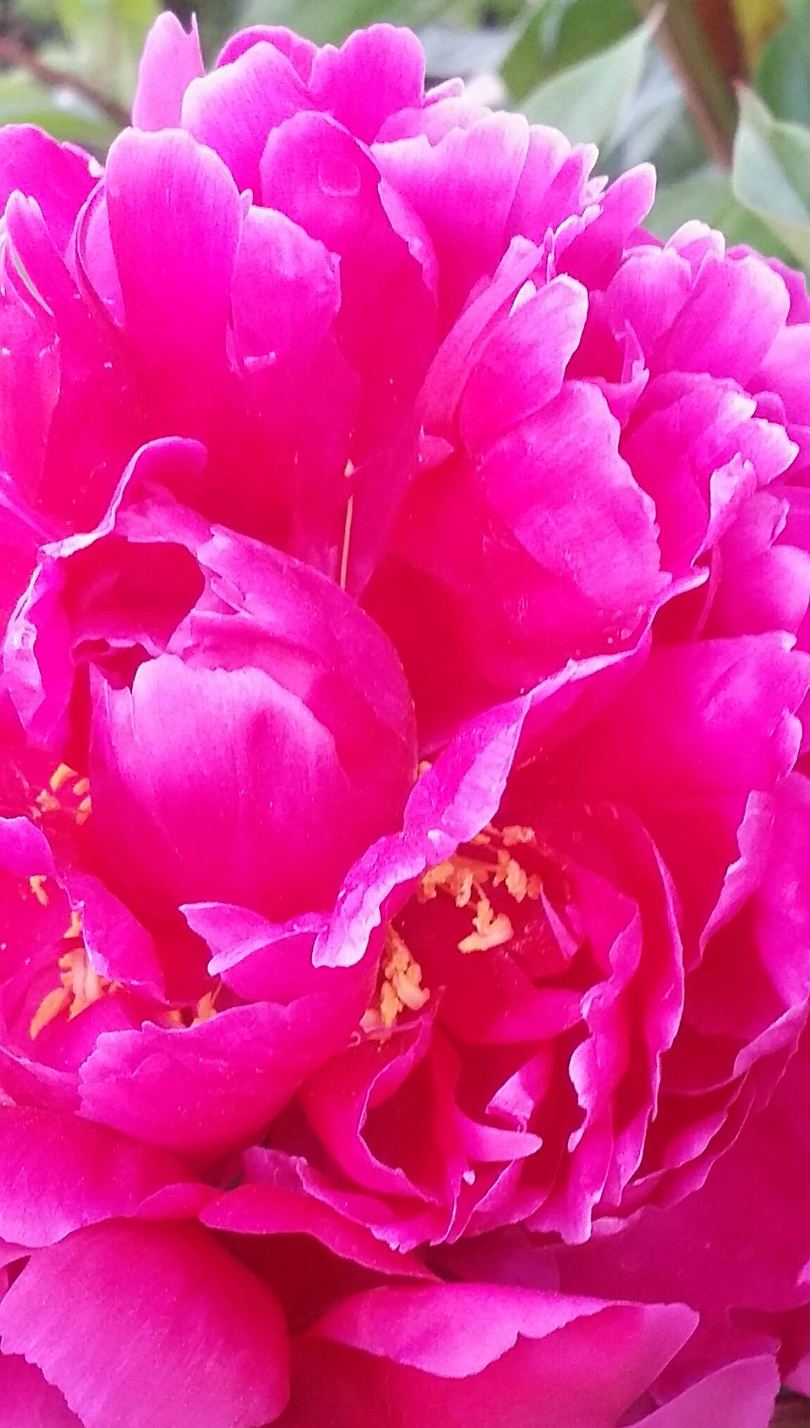 2 4 91 0 666 天山雪莲33086月前 这是我们家的木丹花好看吗有喜欢的