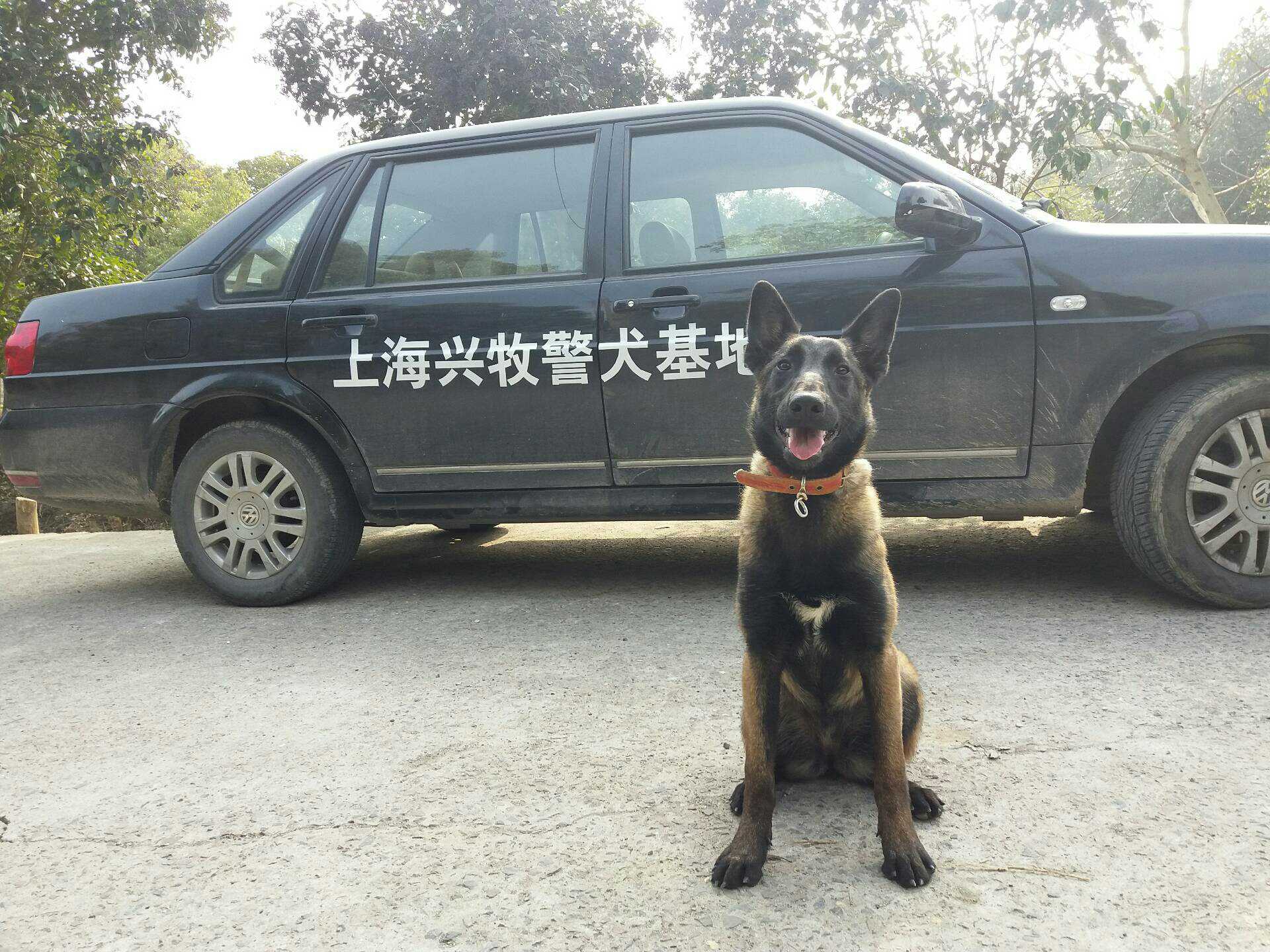 上海兴牧警犬训练