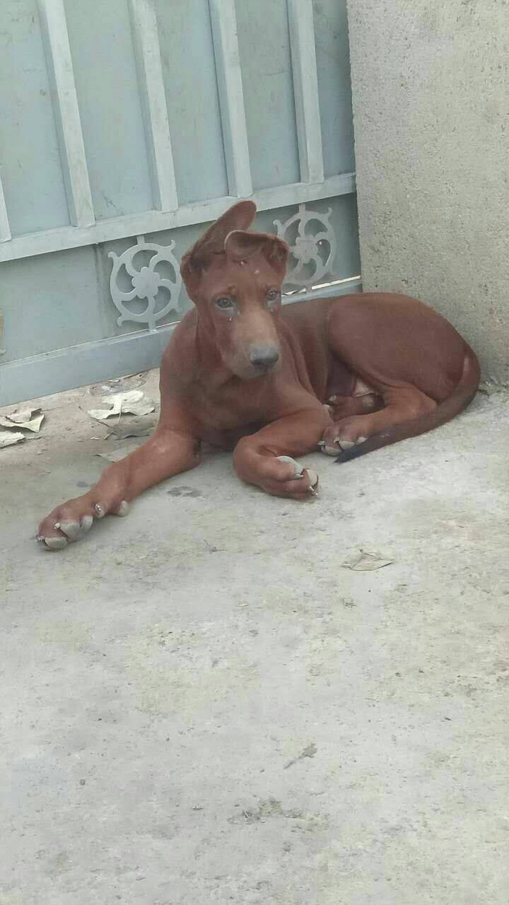 河南莱州红97红狼犬的快手