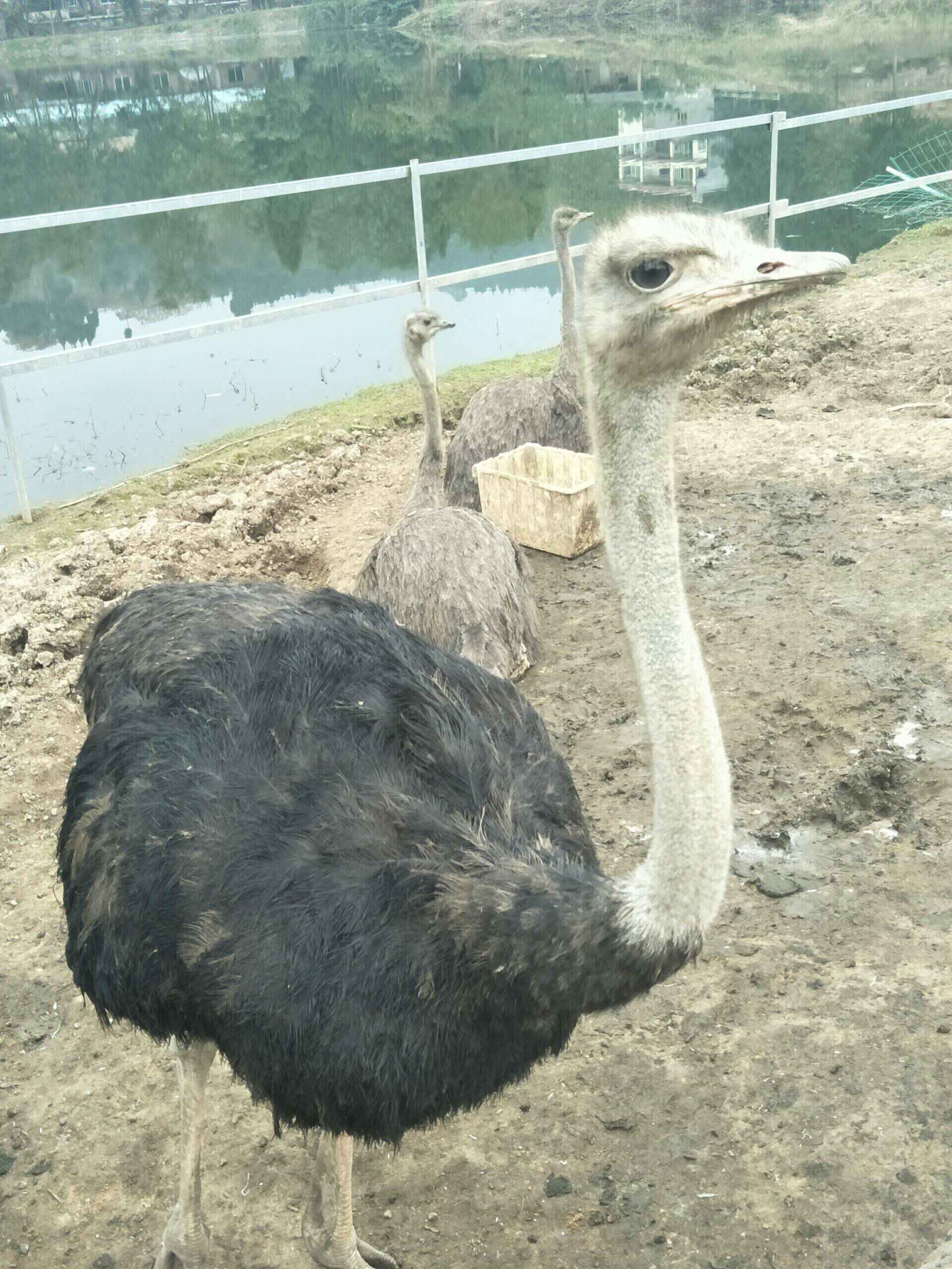 冬至杀鸵鸟需要的订购三十一斤肉
