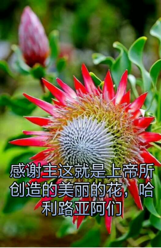 阿门 11月前 阿们 11月前 主与你同在 11月前 主内平安 叶子600011月