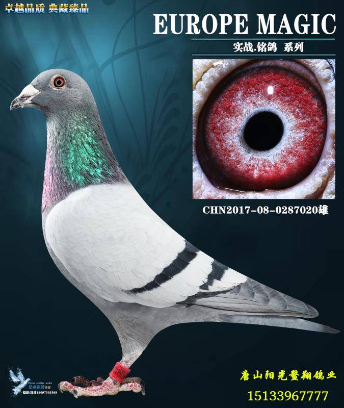 天唐山阳光鳌翔赛鸽