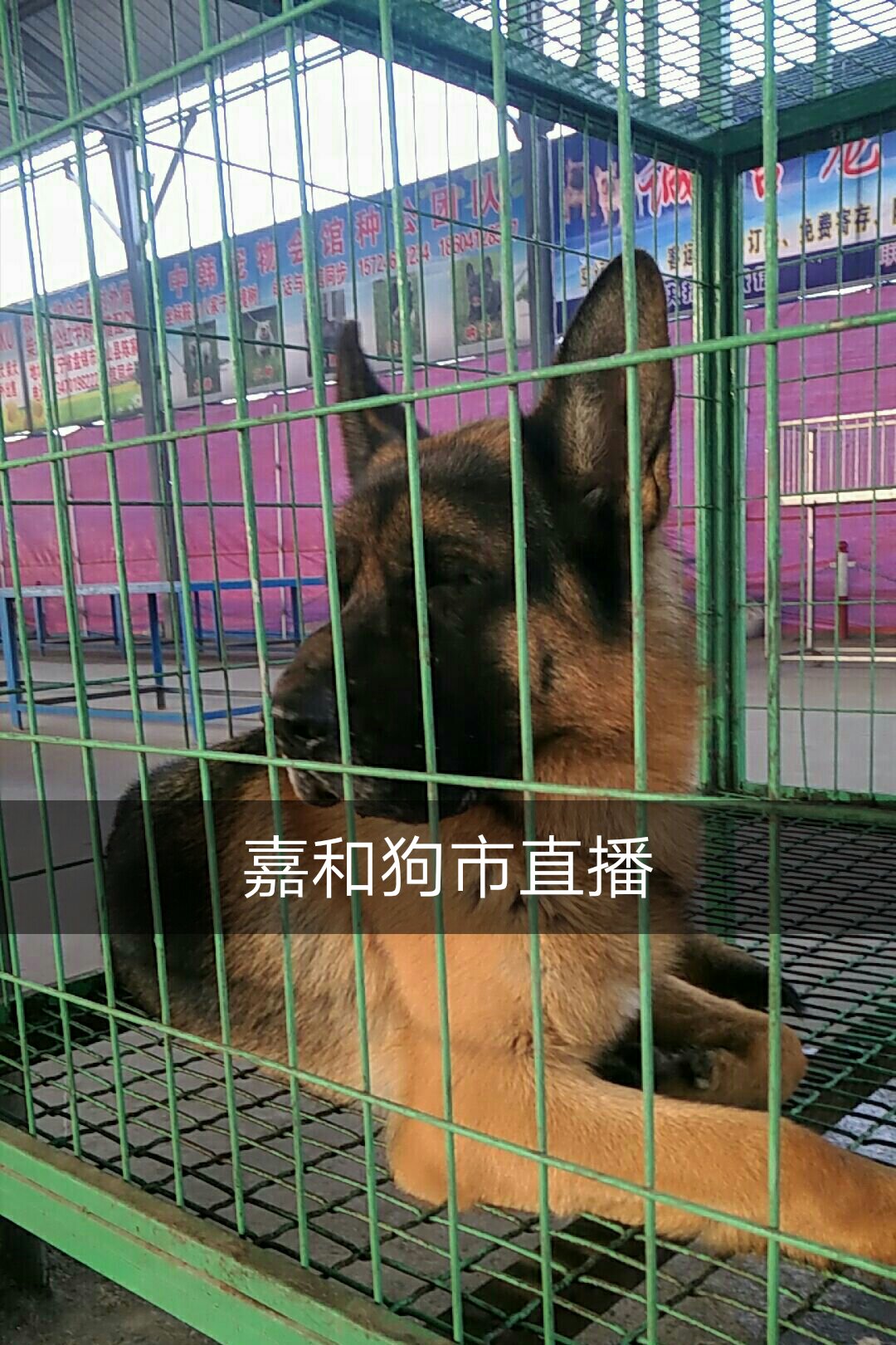 山东老田犬业狗市直播