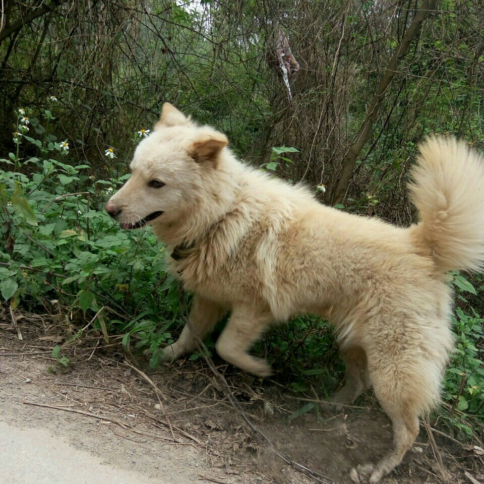 土狗子哈哈哈哈哈 猪下次再拍哈哈哈哈 - 张什么鳯鳯!的快手