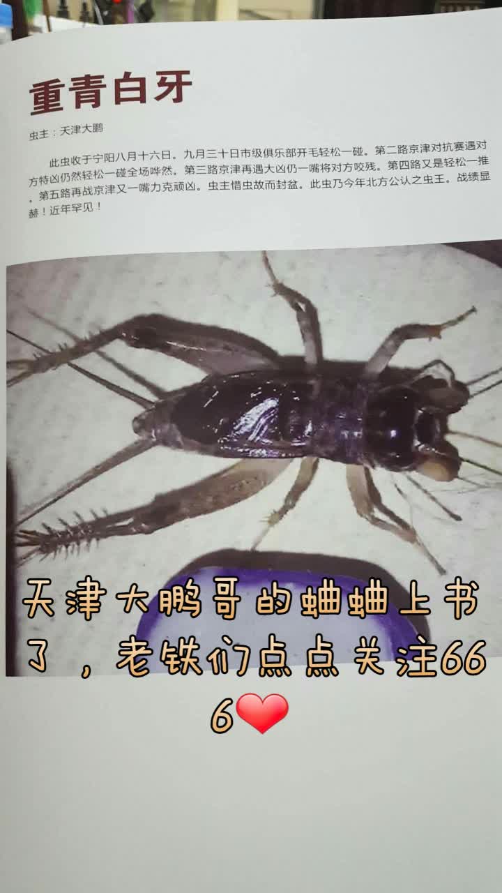天津大鹏哥的蛐蛐,大家看看,这才是好蛐蛐666 北京小龙龙的快手