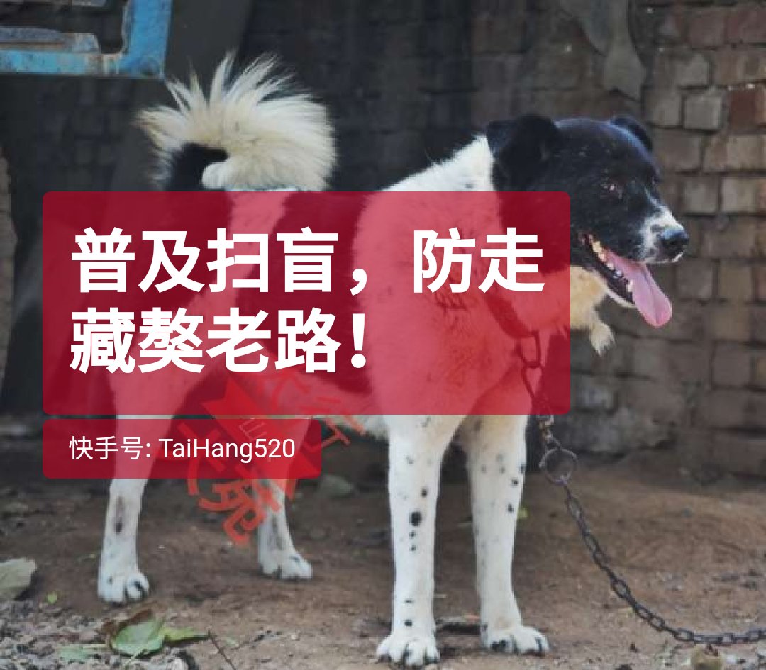 中华田园犬##太行犬# 31 78 5.7k 0 黄狗好看 太有道理了.