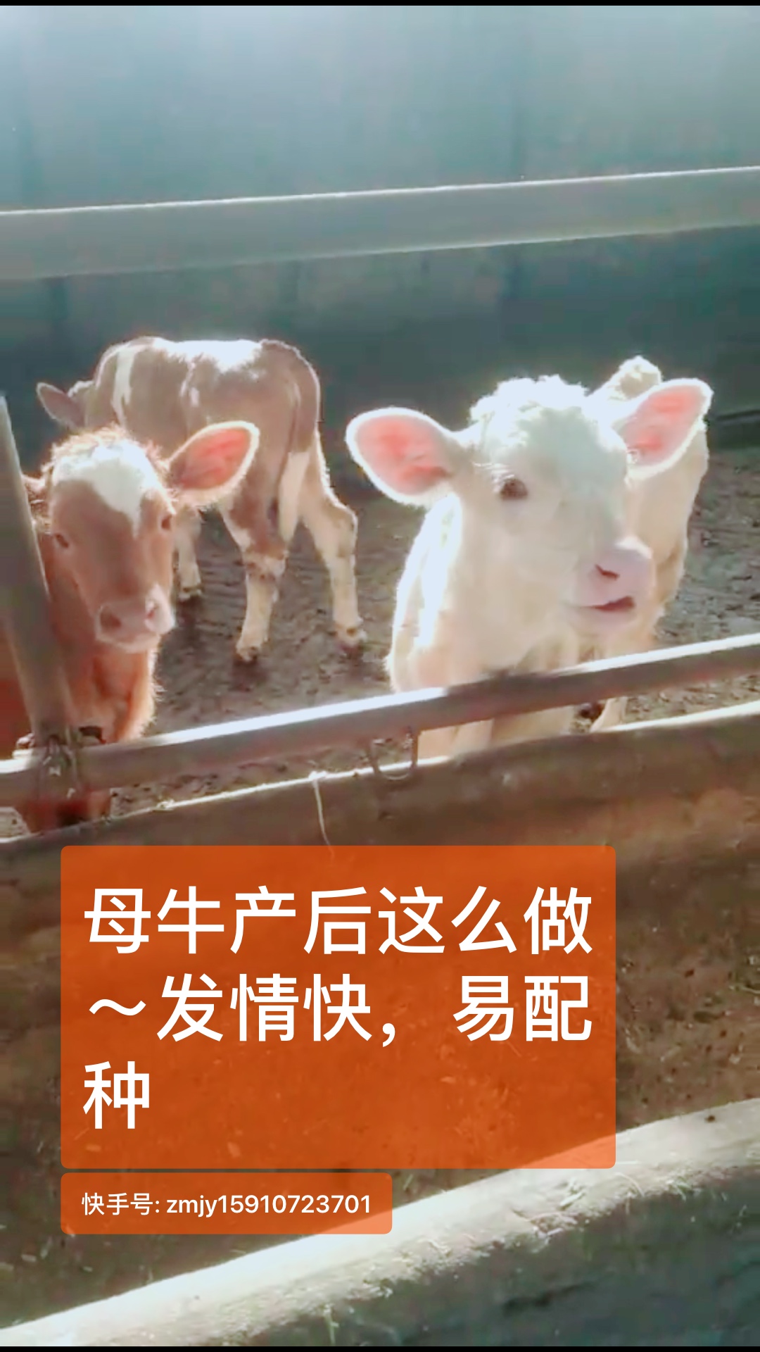 母牛产后这样护理大全 泽牧久远饲料赵诗雨的快手