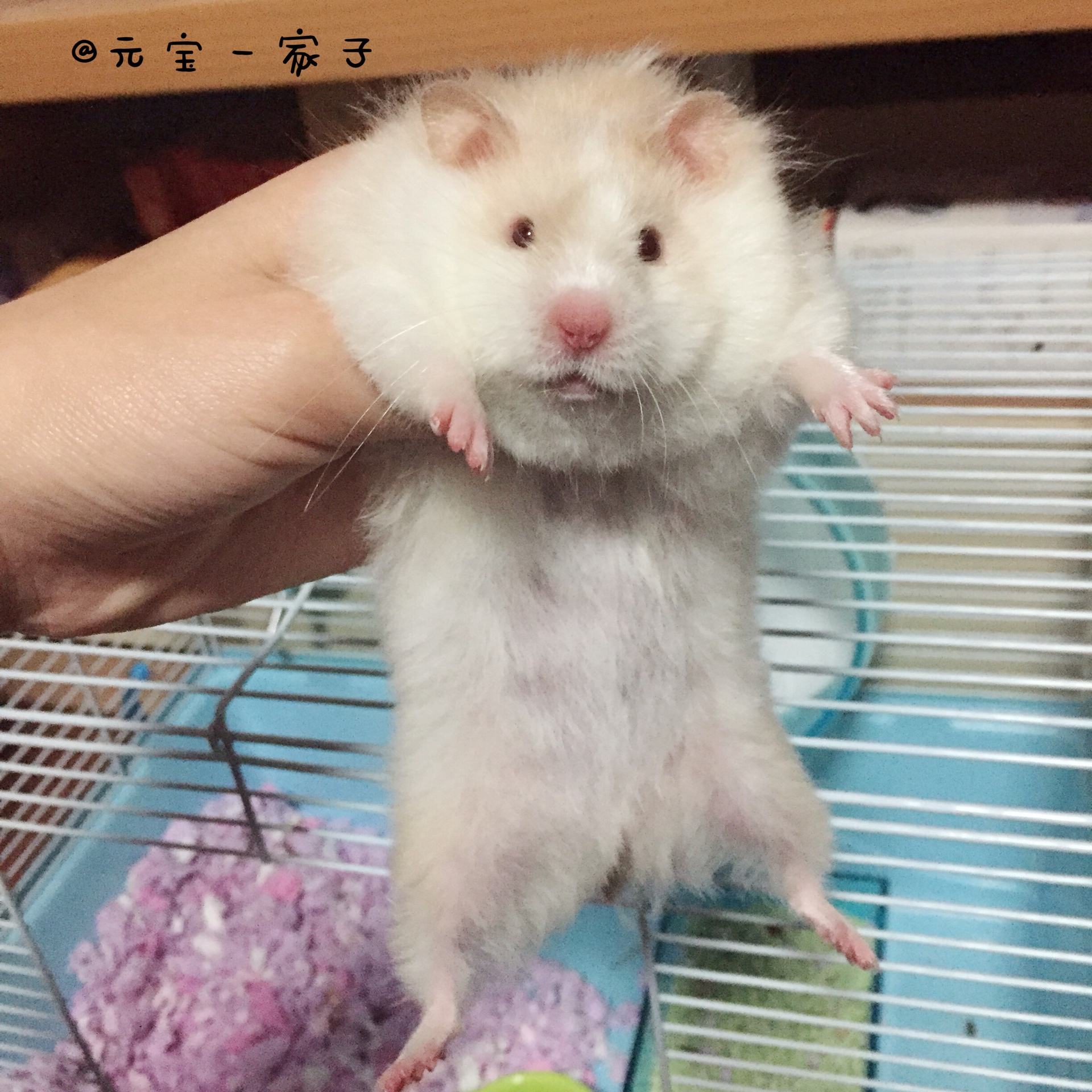 替友出 奶砖同款熊熊被原主人养得很肥图234无美颜滤镜喜欢的看主页