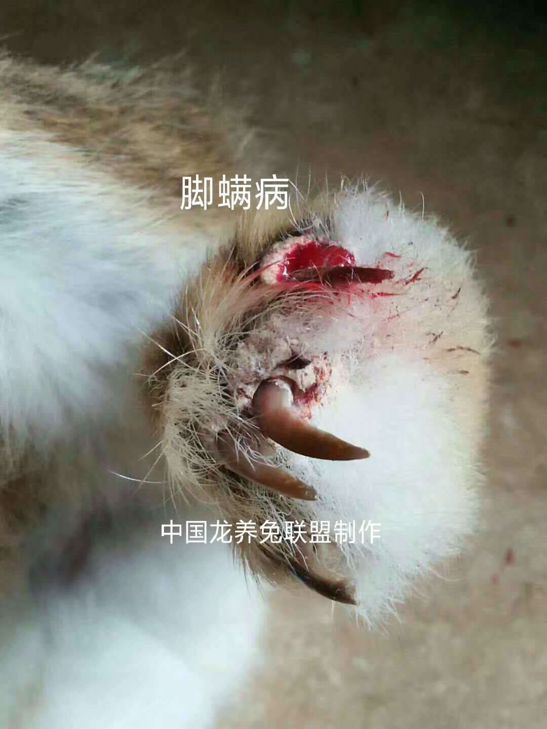 中国龙养兔联盟→参考:家兔螨虫防治方案
