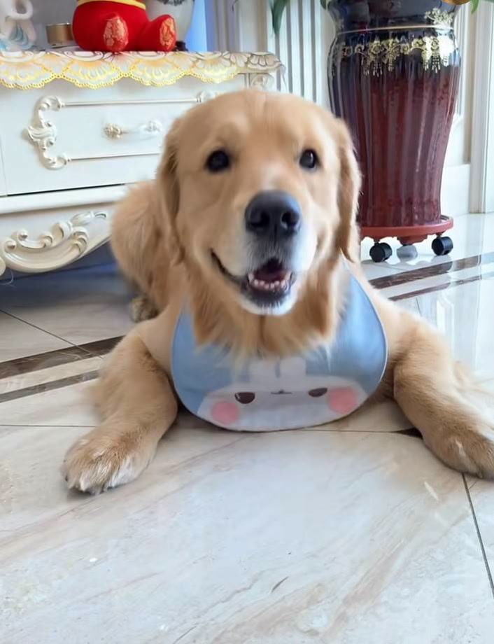 我会一直守护你,陪着你78 @金毛蛋黄 79(o400562993) @金毛蛋黄帅