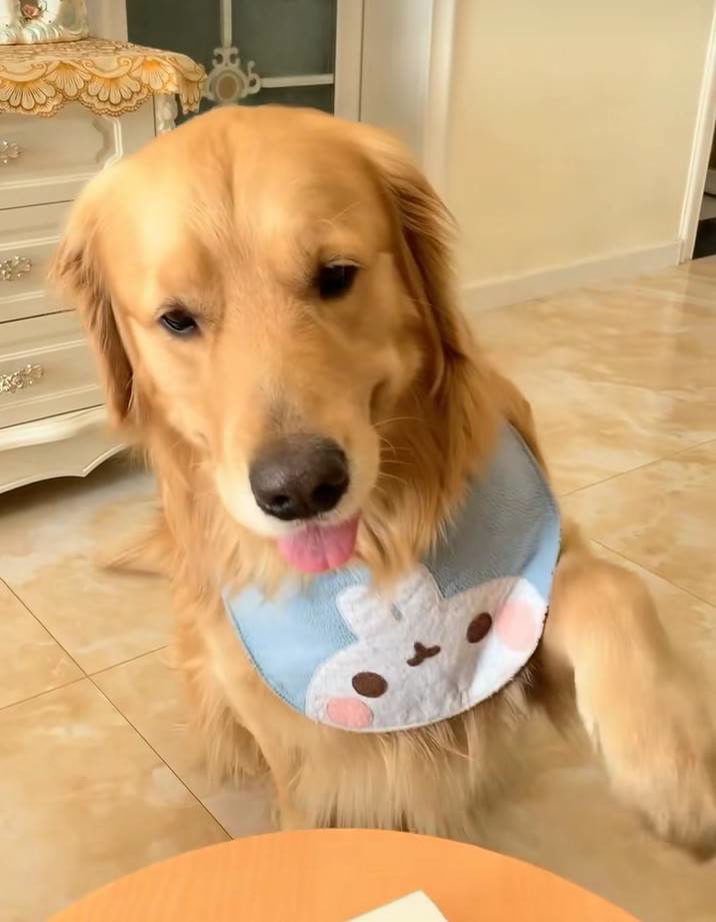 我会一直守护你,陪着你78 @金毛蛋黄 79(o400562993) @金毛蛋黄帅