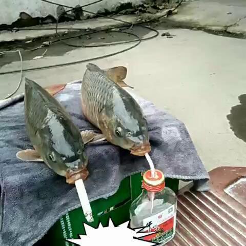 真是逆了天鱼也会吸烟喝酒.大家给个双击点666加关注.