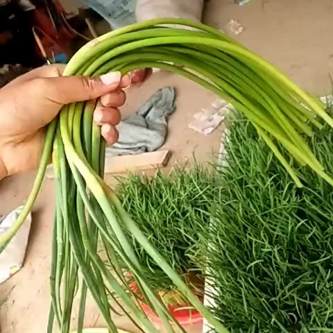 这蒜苔这么长几根都够炒一盘了 240       赞       1年前