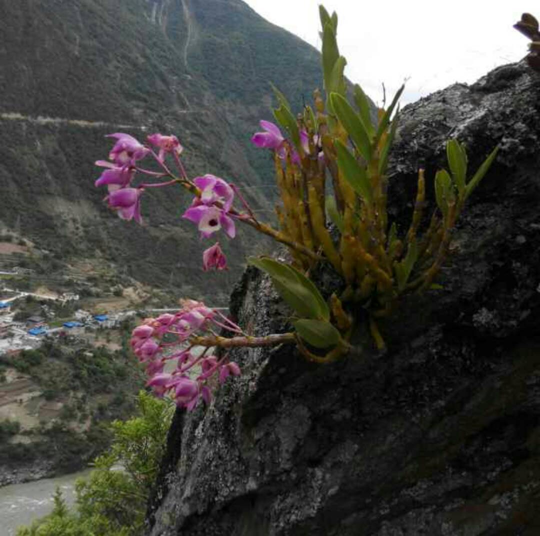 野生红花川金钗石斛