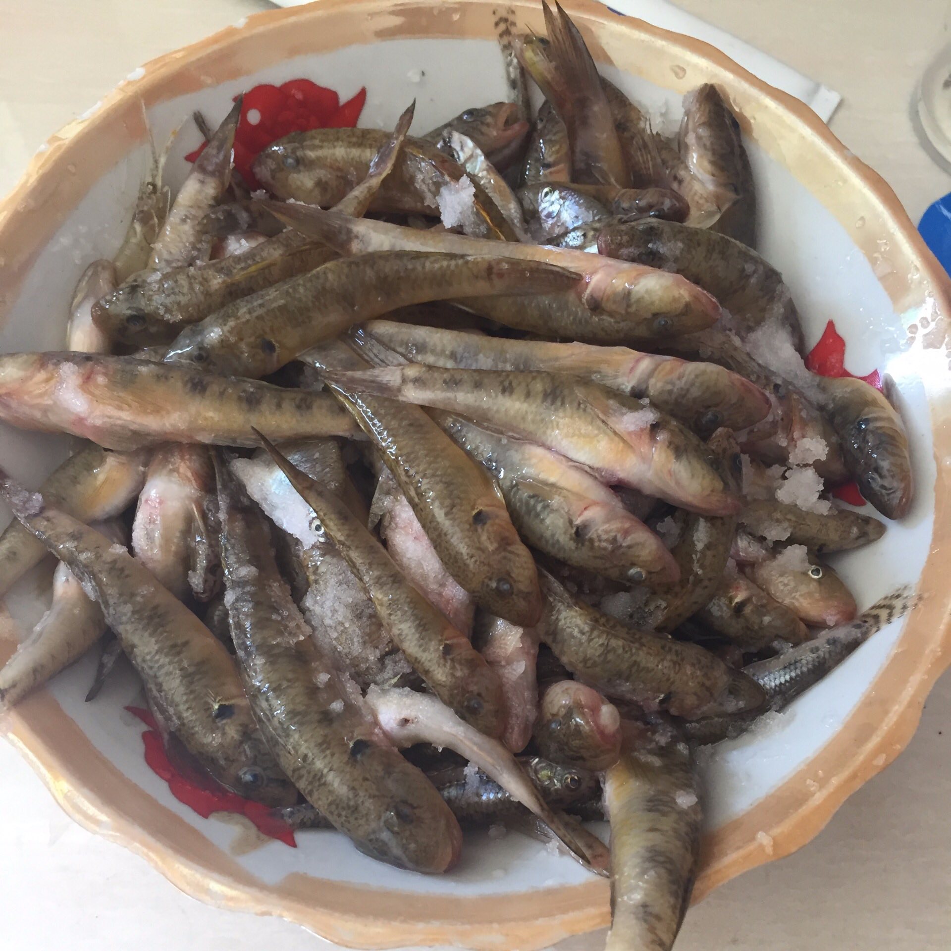 3k 0 1年前 哈巴陀哩 泥吐鱼 哈巴鱼 这鱼好吃哦!