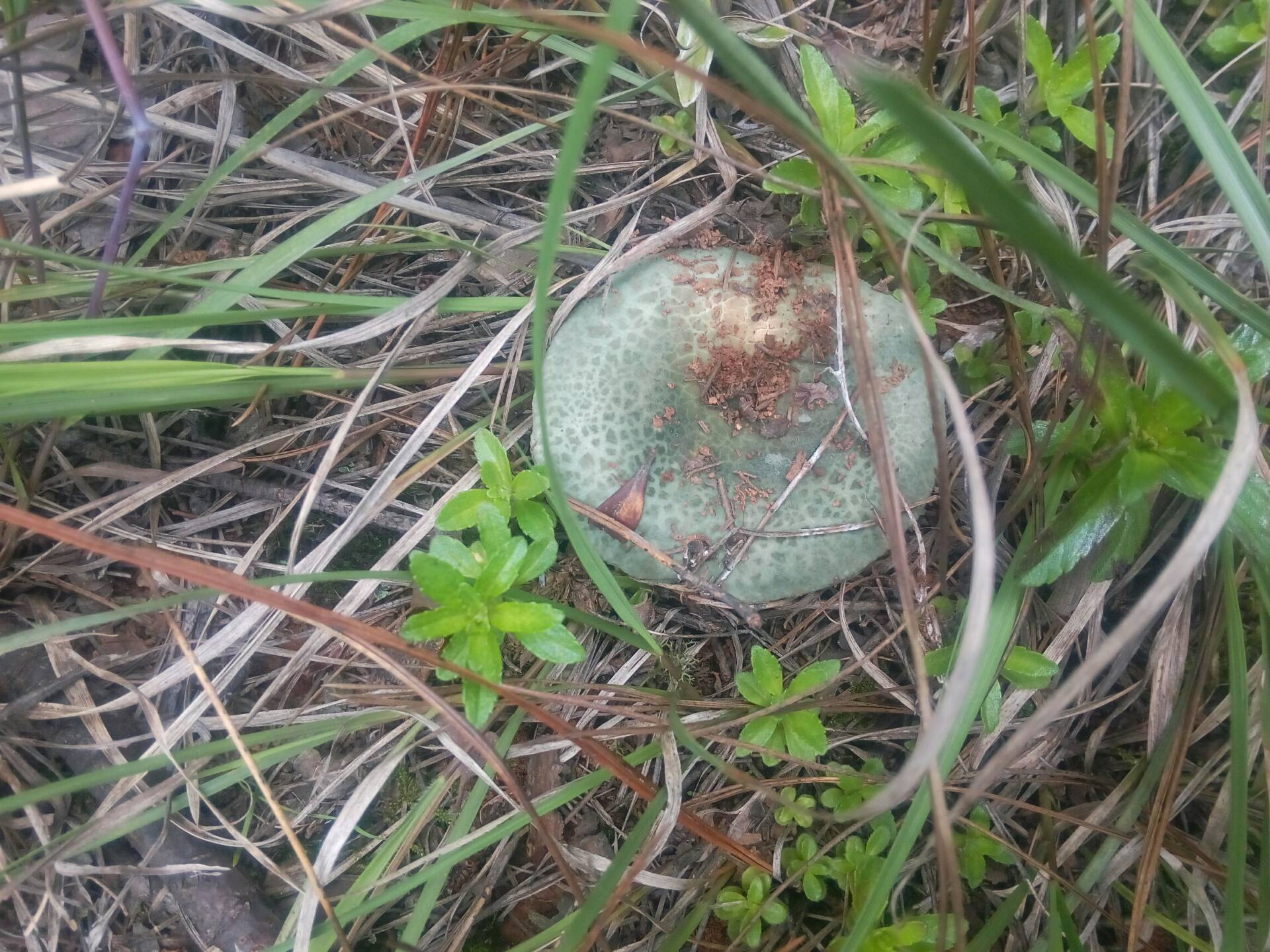 1年前 . 4 3 411 0 是不是今年的 这是哪 1年前 哪里的 出菌子了