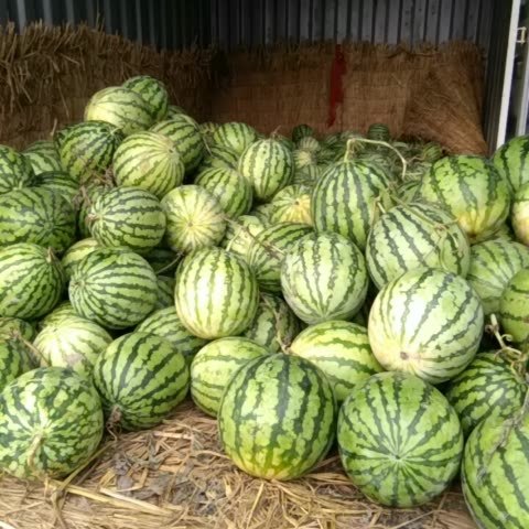 小猪佩奇123的主页-快手直播