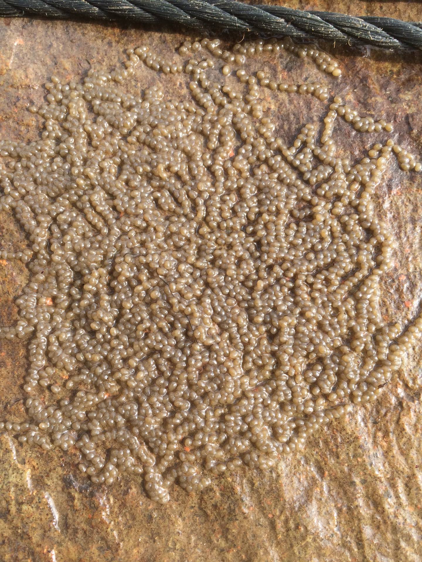 这是什么蛋 - 游隼zm的快手