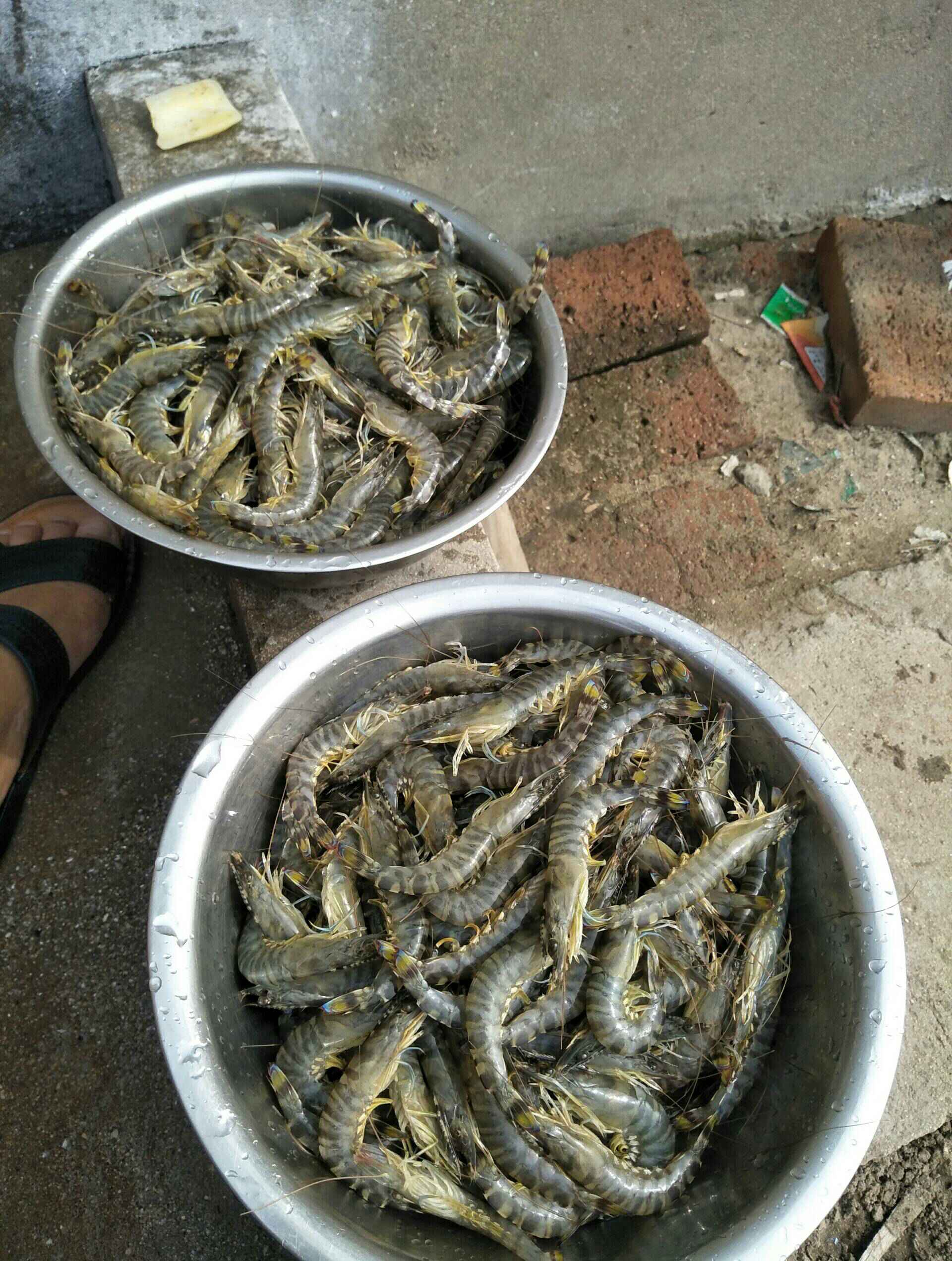 今天地笼里的虾,地笼口开了跑了虽然跑了一半,省的也有