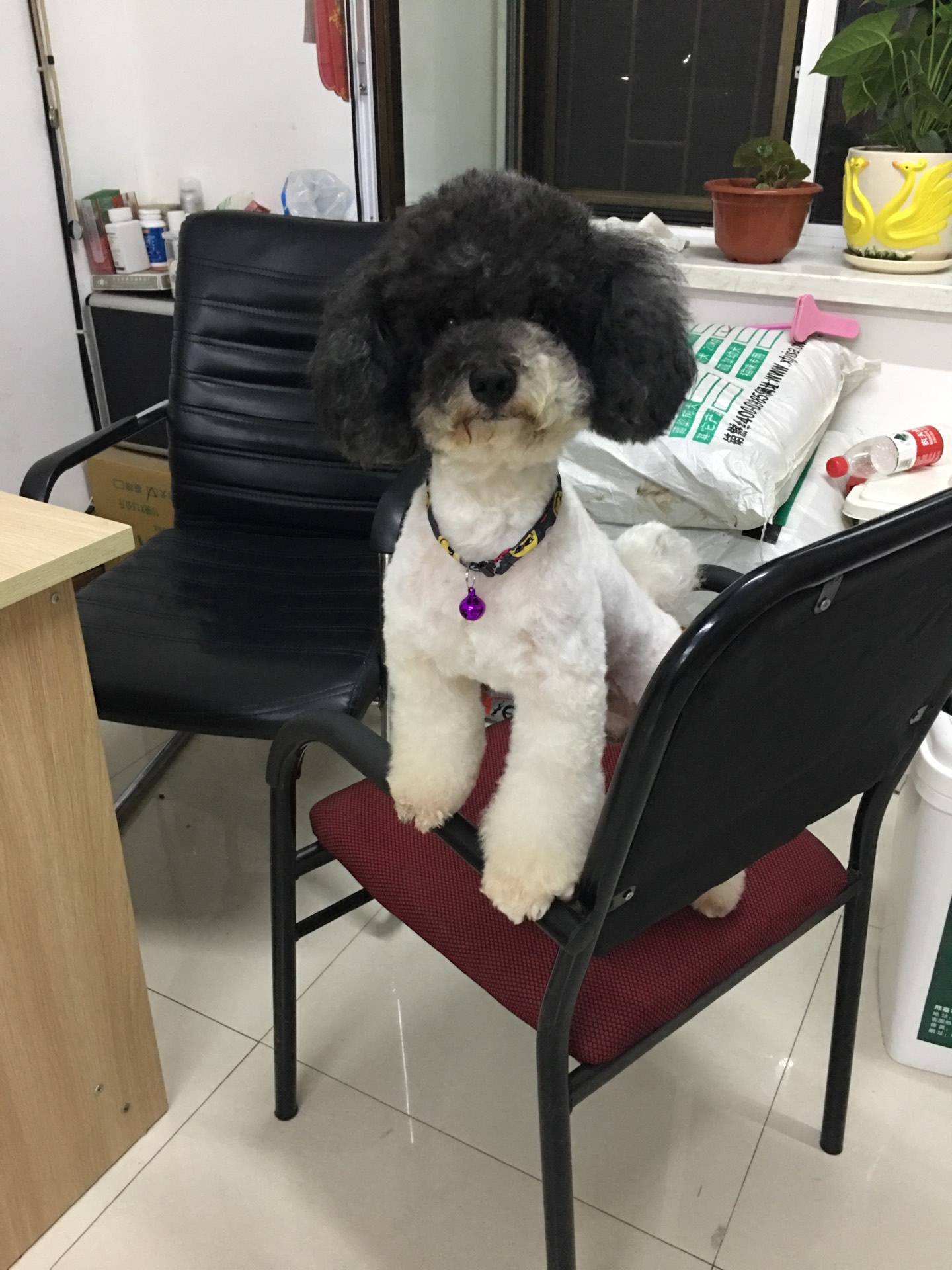 完美世界宠物乐园月月