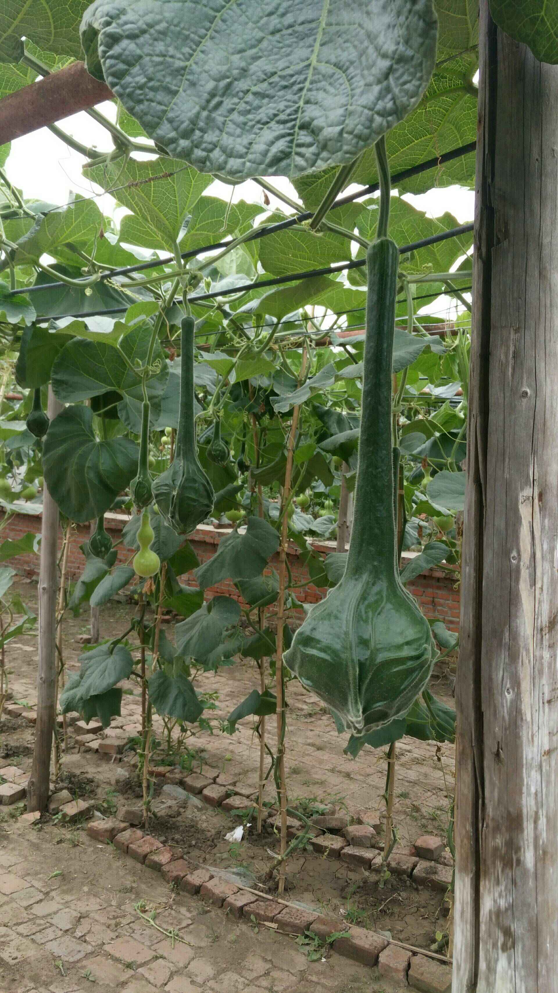1年前 鹤首呗 人生就相一场梦1年前 哎 这是美国葫芦还不如呀呀葫芦好