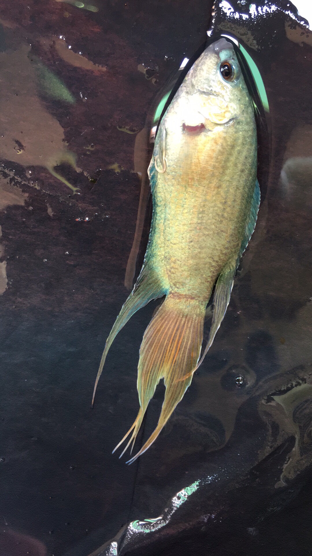 蓝火焰鱼,原色,说我染色的都是眼瞎的,你染给我看?