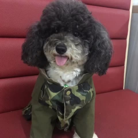 完美世界宠物乐园月月