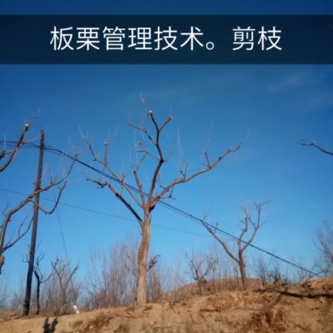 开心控冠,新式剪枝,让你的板栗年年曾产.有需要剪枝的朋友,私信我.