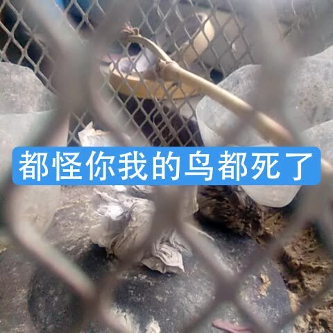 mc虎弟(破一万)的主页-快手直播