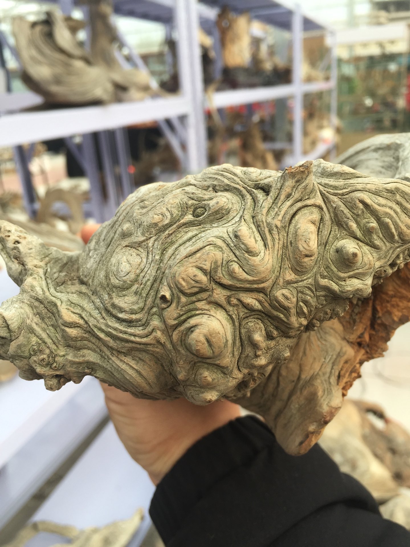 精品崖柏焦作产地