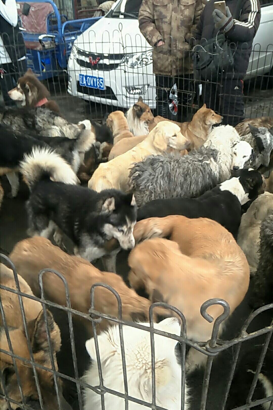 山东老田犬业狗市直播