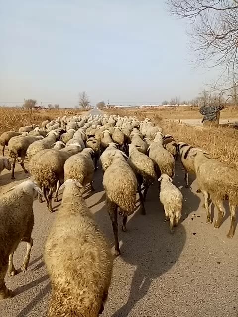 常年收羊图片图片