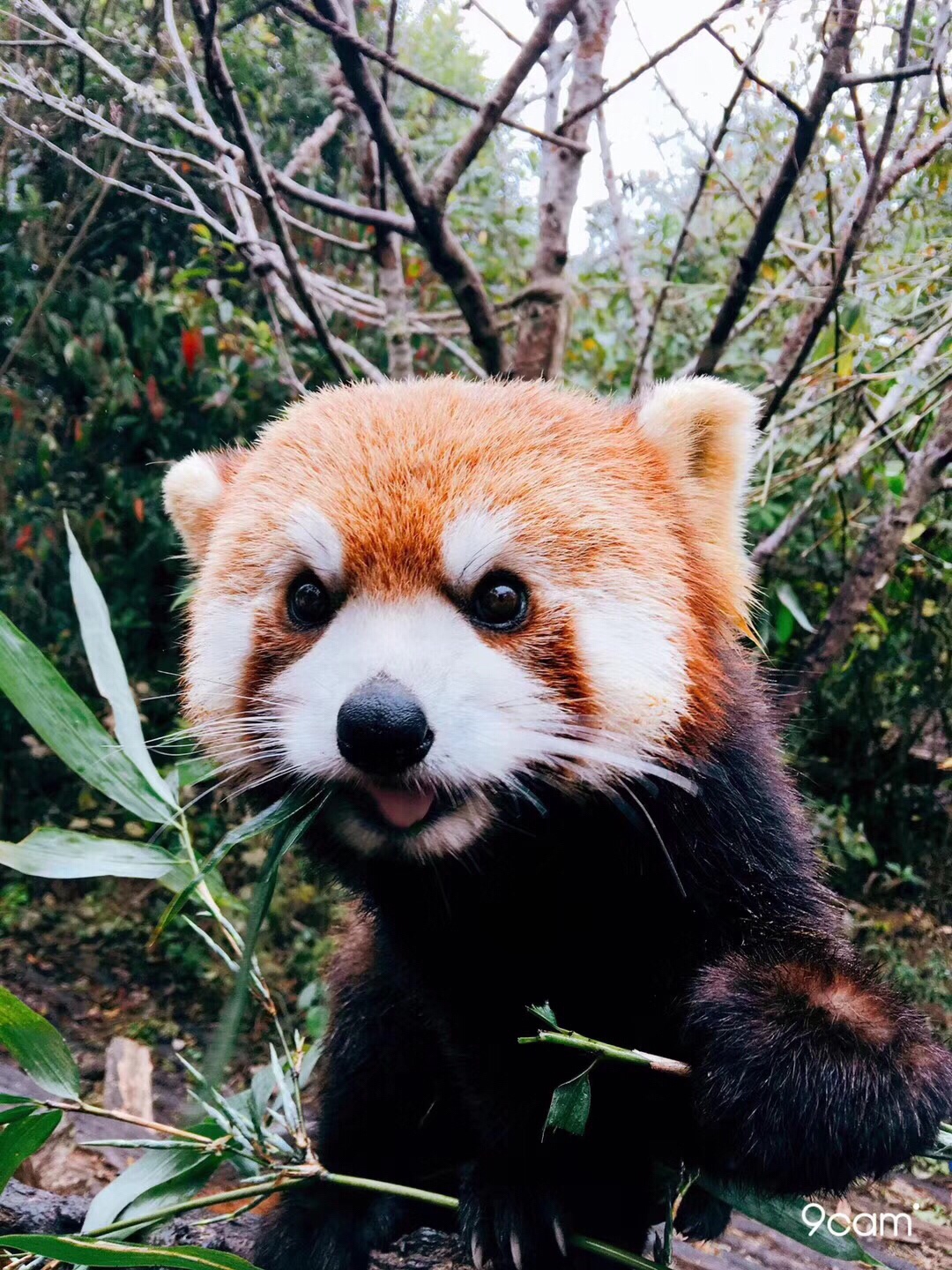 小猫?小熊猫!93 - 98脊椎龙black的快手