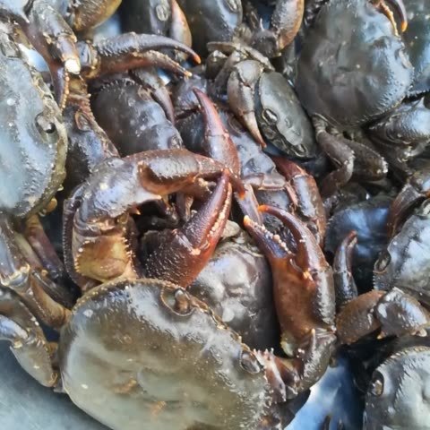 花角蟹,人间美味 1008       赞       2月前