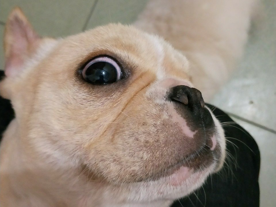 单眼皮的春天吖