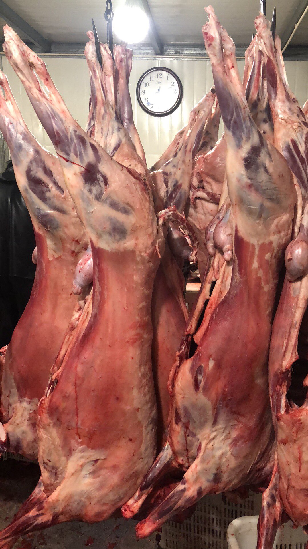 没毛病666 毛哥197710小时前 回复 俊@伟【洋帆起航】:宰的羊肉白一点