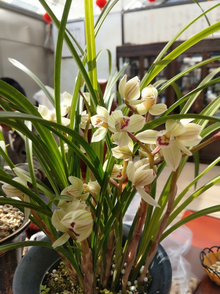 九寨下山蕙兰红香妃4月前