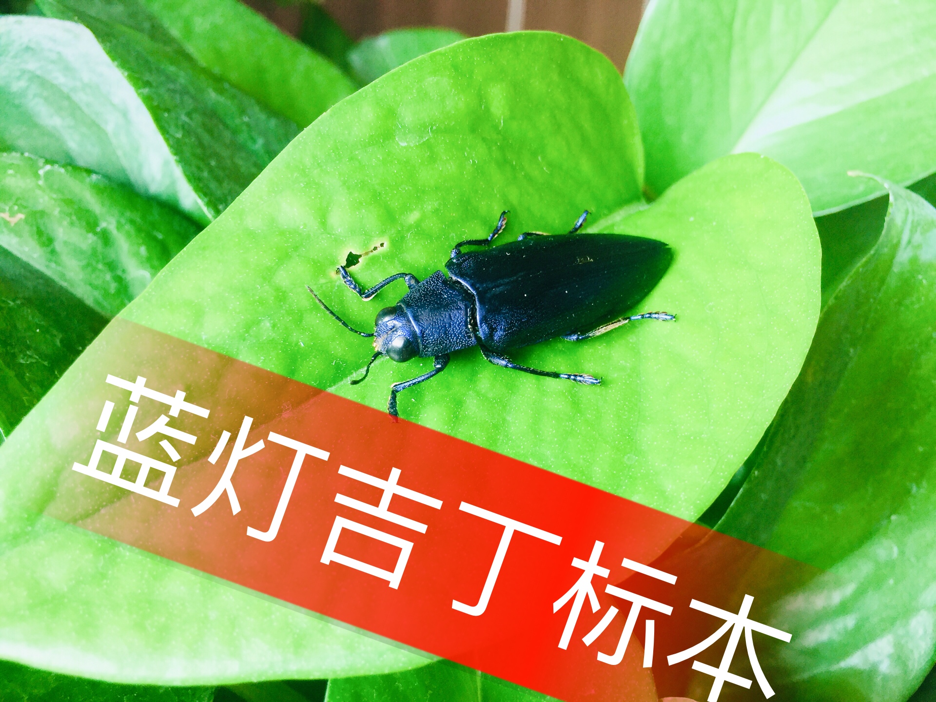 蓝灯吉丁,吉丁虫,一种十分美丽的昆虫,被称为飞翔的宝石,昆虫界的明珠