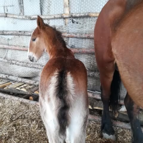 银鬃马的主页-快手直播