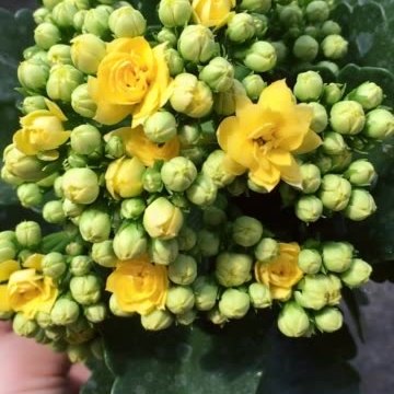 长寿花——阿玛瑞丽 611        赞       22天前