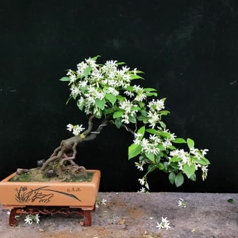 芸香…络石 129        赞                   评论              1月