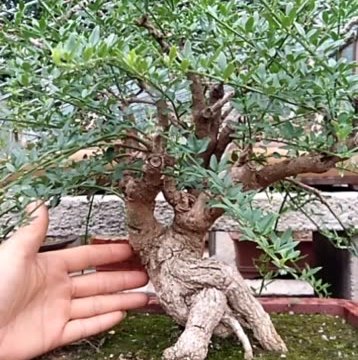 盆景材料,大货矮霸虎蹄一颗,喜欢的点心 1188        赞