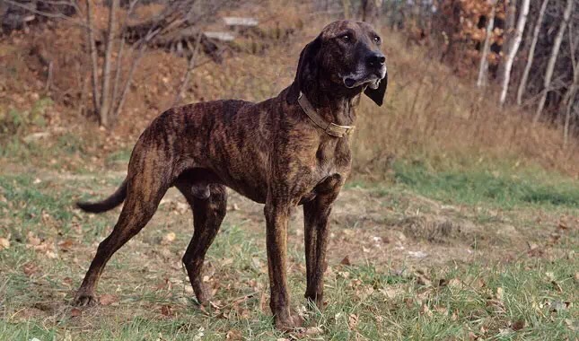 美国普罗特猎犬图片图片