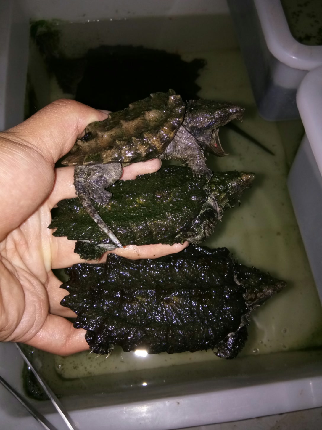 这个七夕节跟这些家伙们在一起过了 - j a g 冰萌妍 - love副号的快手