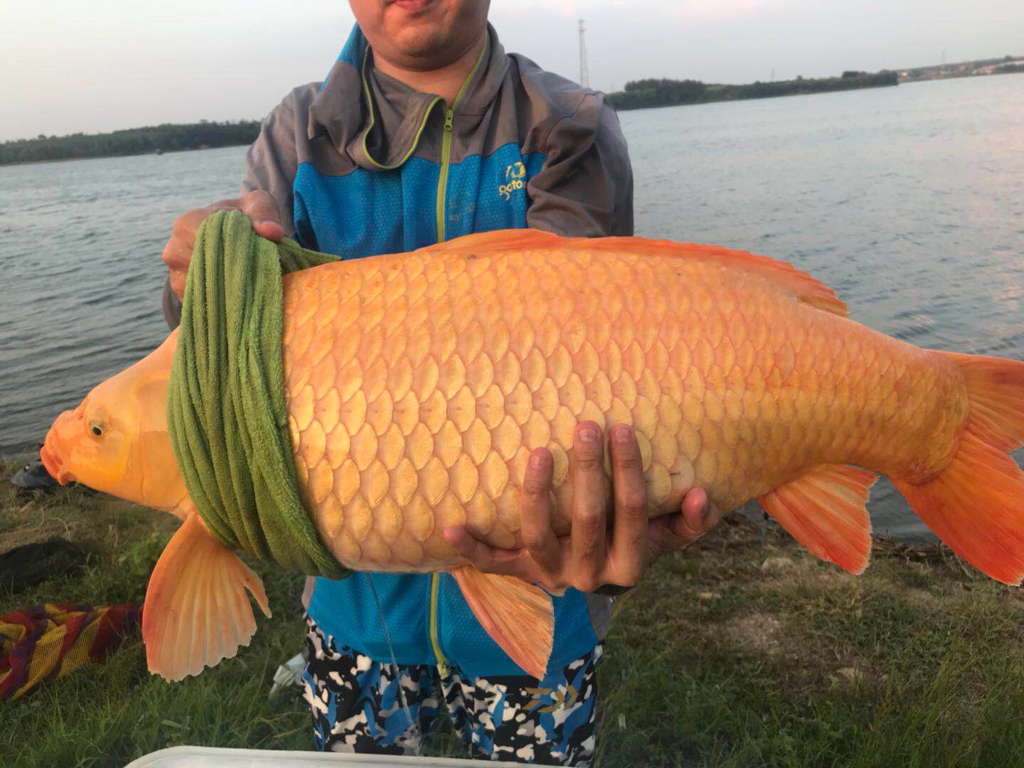 老铁39斤红色鲤鱼给力吗 - 大连钓鱼哥的快手