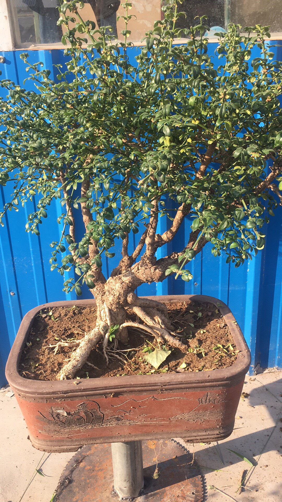 一棵盆龄8年左右的,6粗一木成林,于家于商都是不错的选择.