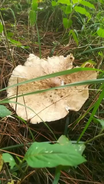 这才是资格的野生鸡枞菌,撒子一堆堆的都是假的,都是